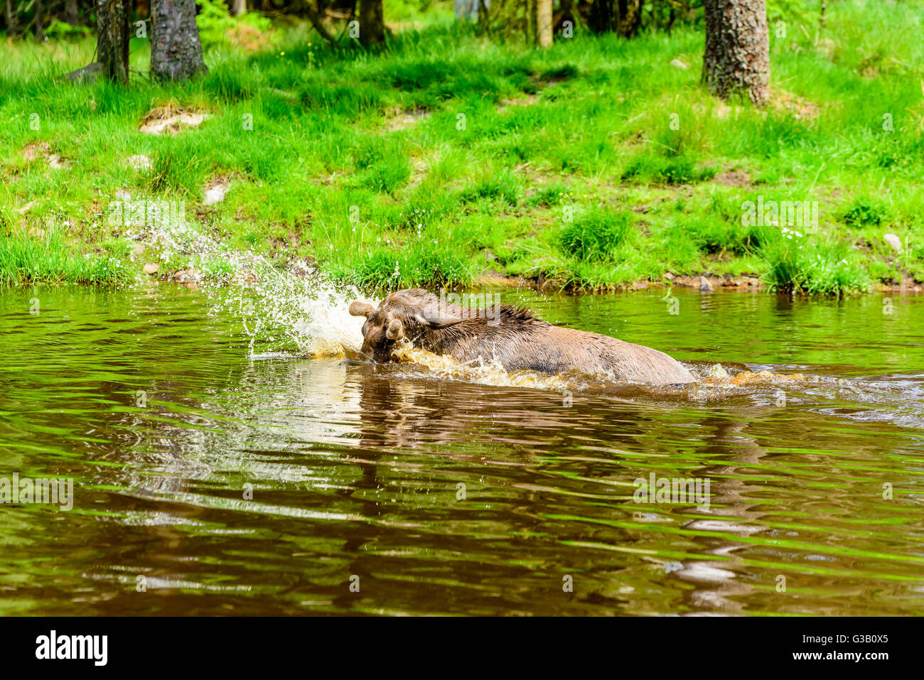 Elch (Alces Alces). Ein Stier ist eine verspielte Zeit im Waldsee plantschen haben. Stockfoto