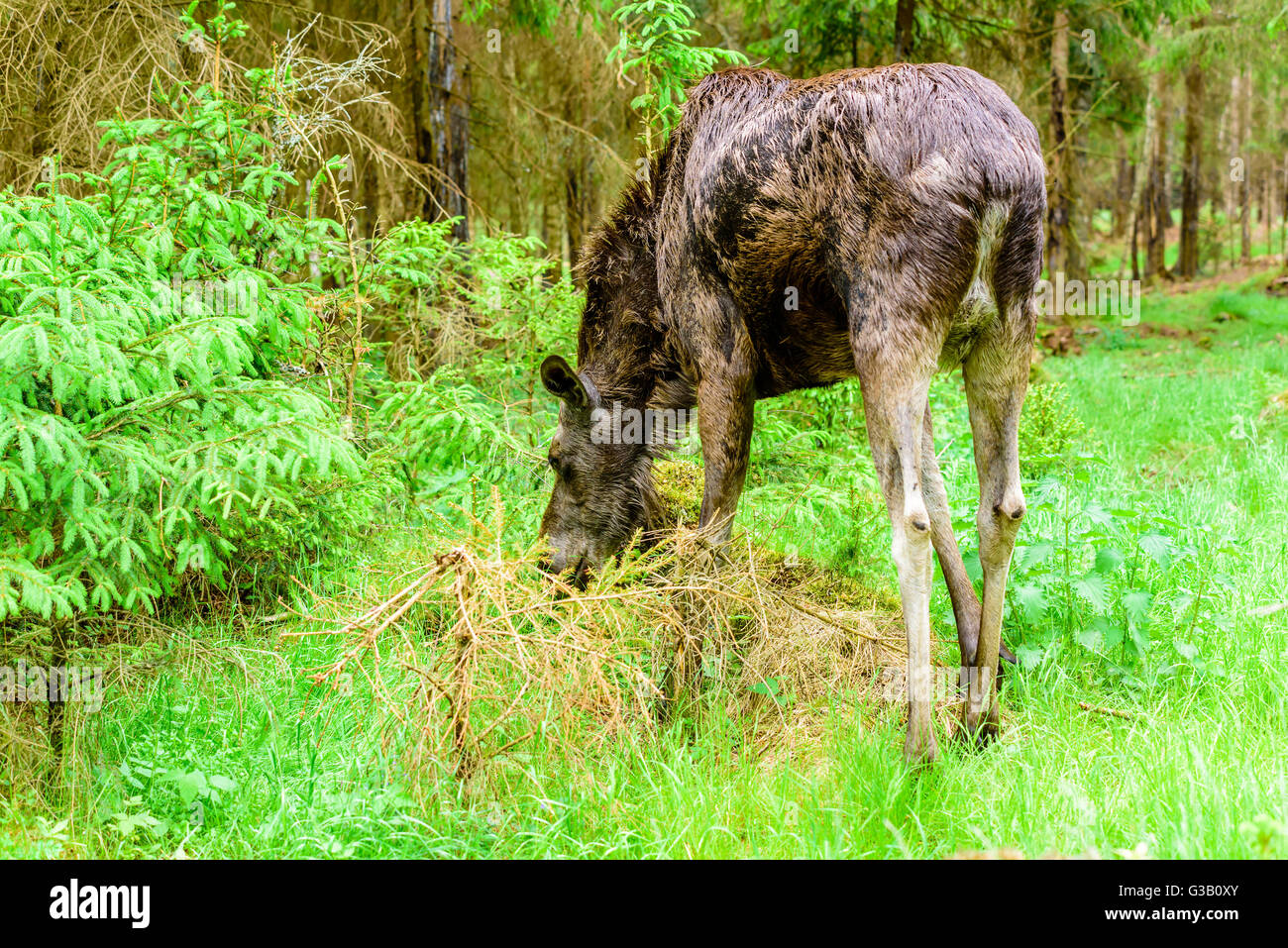 Elch (Alces Alces). Kuh von hinten zu sehen, wie sie bei einigen jungen Fichten Pflanzen im Wald Weiden ist. Stockfoto