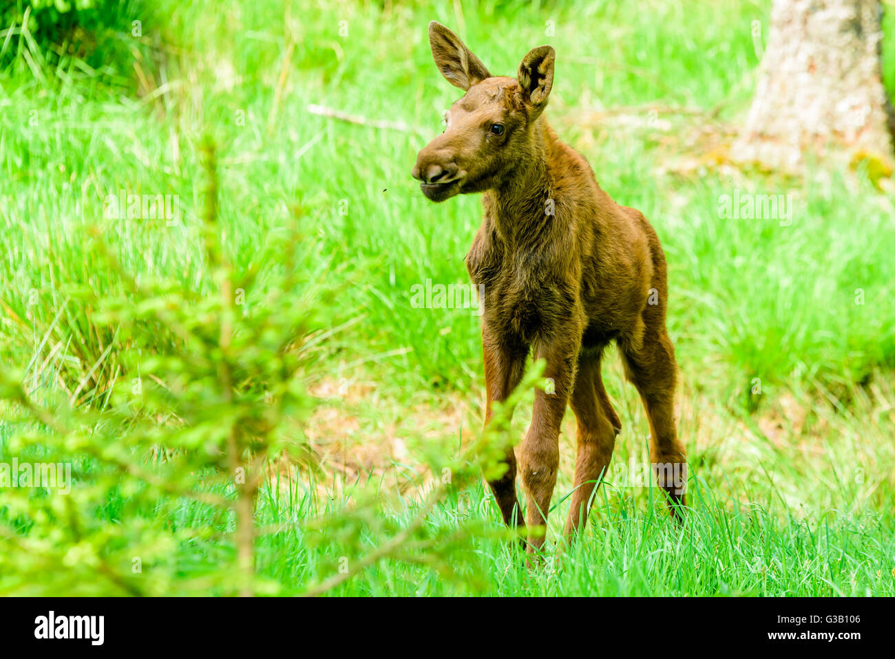 Elch (Alces Alces). Ein sehr junges Kalb stehen allein in den Rasen. Stockfoto