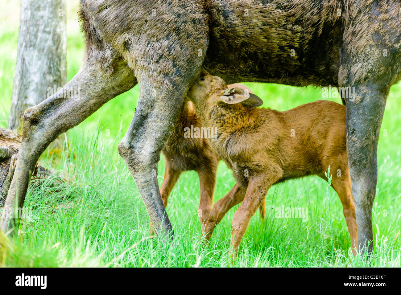 Elch (Alces Alces). Nahaufnahme von Twin Kälber ihrer Mutter gesäugt. Stockfoto