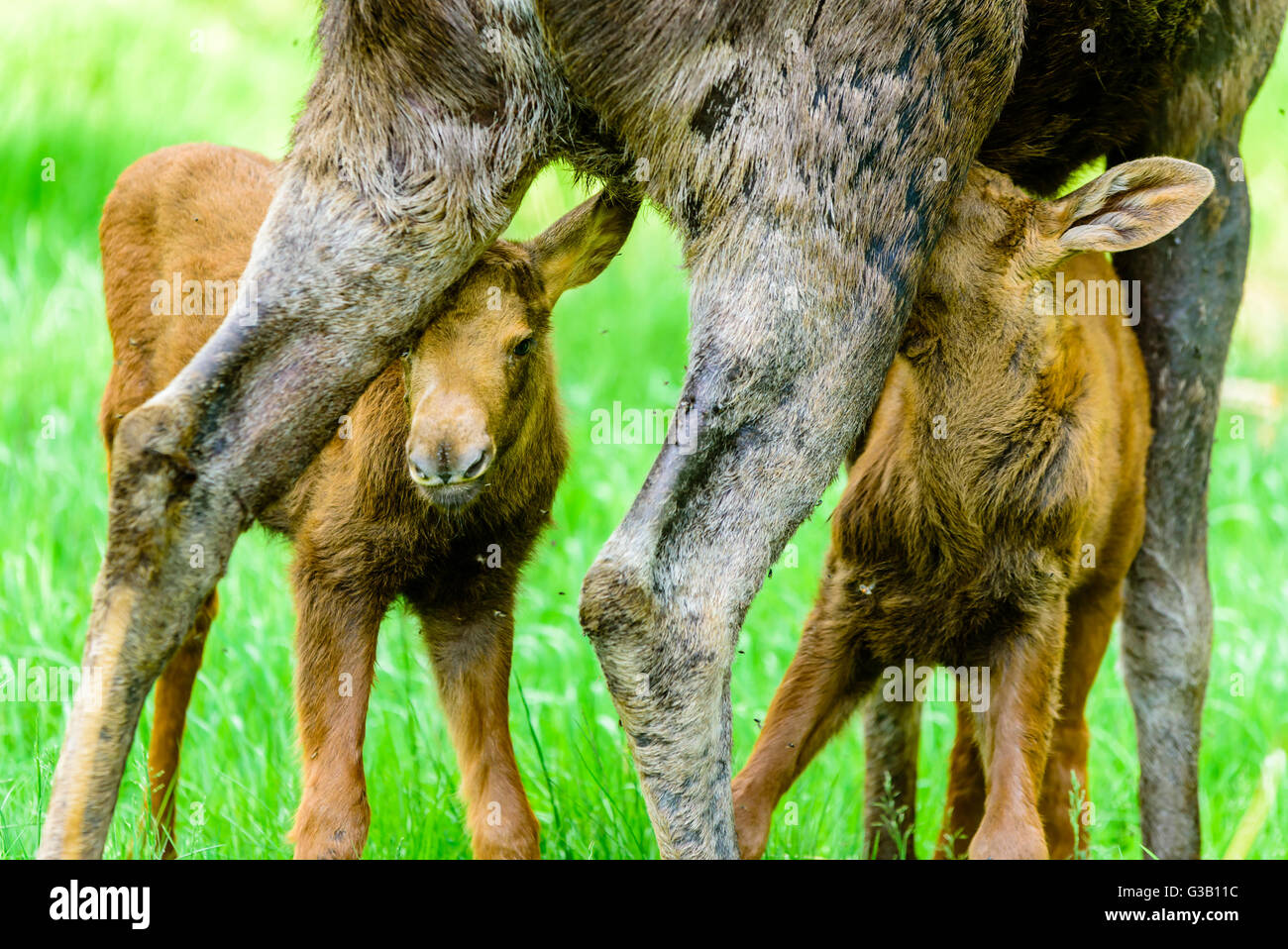 Elch (Alces Alces). Nahaufnahme von Twin Kälber ihrer Mutter gesäugt. Stockfoto