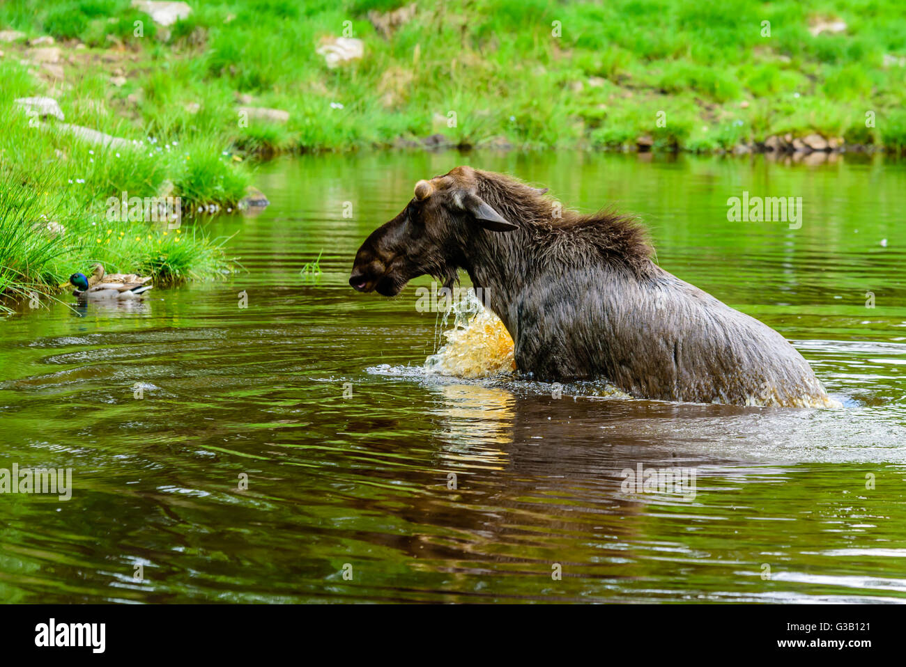 Elch (Alces Alces). Ein Stier steht in der Waldsee. Stockfoto