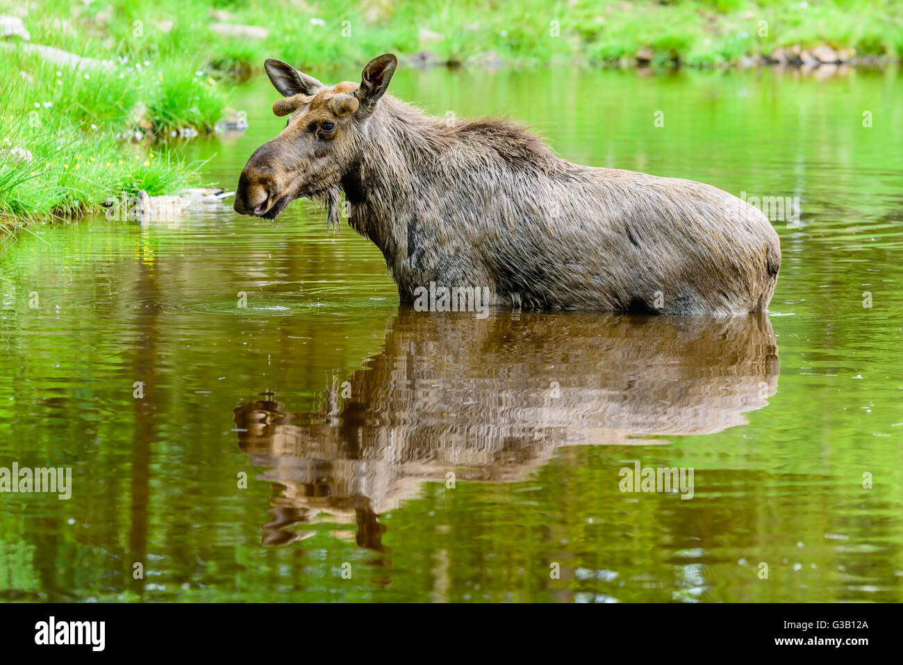 Elch (Alces Alces). Ein Stier steht in der Waldsee. Stockfoto