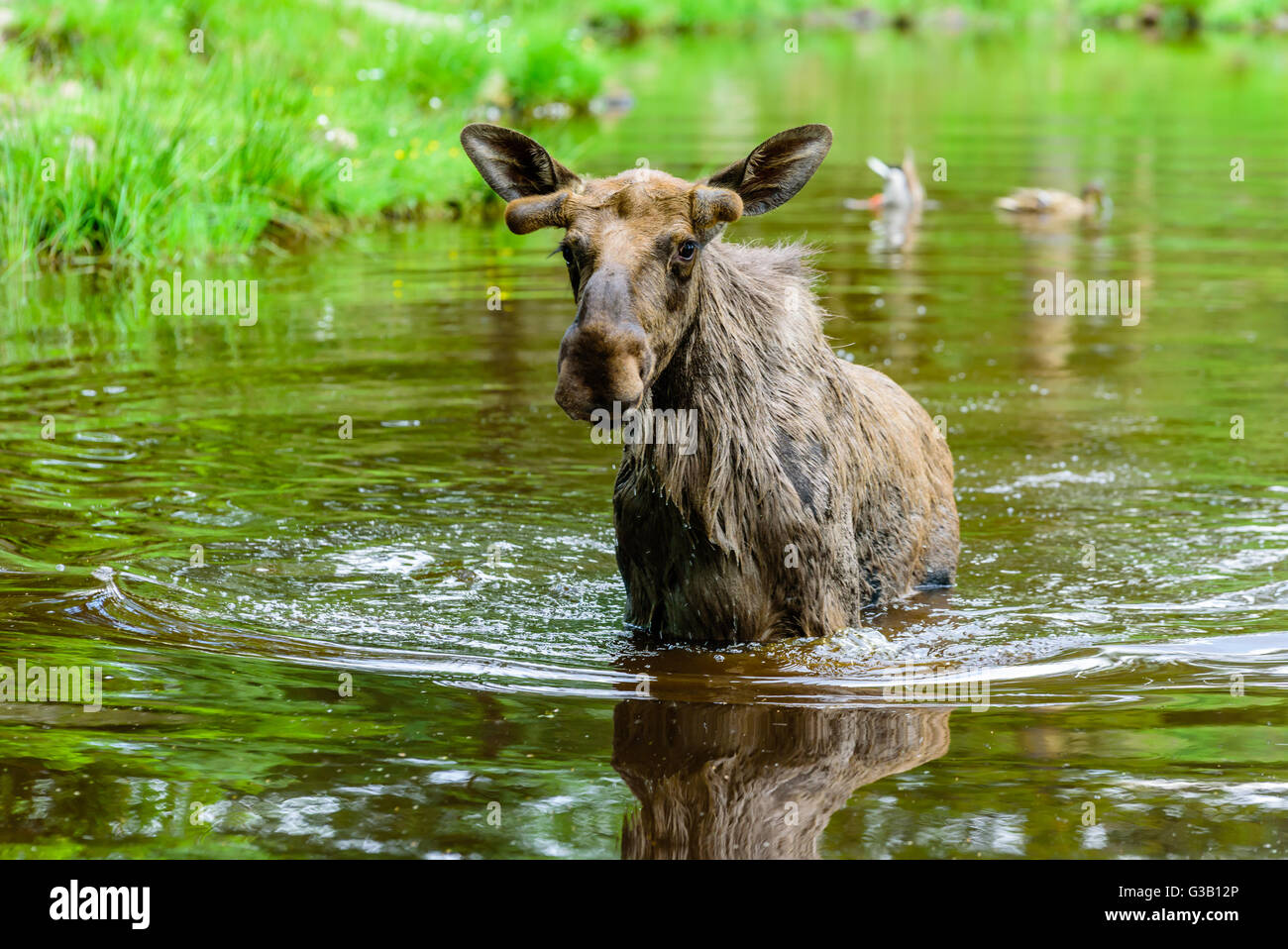Elch (Alces Alces). Ein Stier steht in der Waldsee. Stockfoto