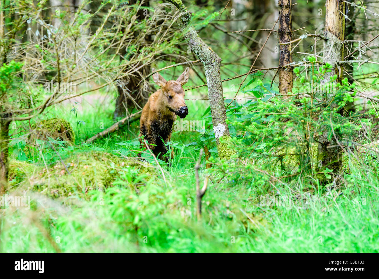 Elch (Alces Alces). Ein zwei Tage alten Kalb im Wald mit einem schlammigen Schnauze und Körper nach einem kurzen Besuch in einem nahe gelegenen Matsch Graben. Stockfoto
