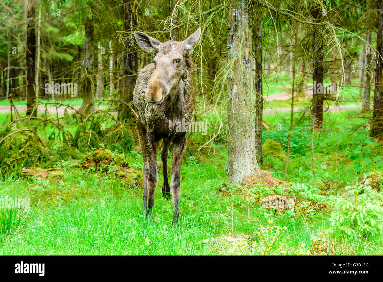 Elch (Alces Alces). Eine Kuh stehend im Wald. Schotterstraßen Sie Land im Hintergrund sichtbar. Stockfoto
