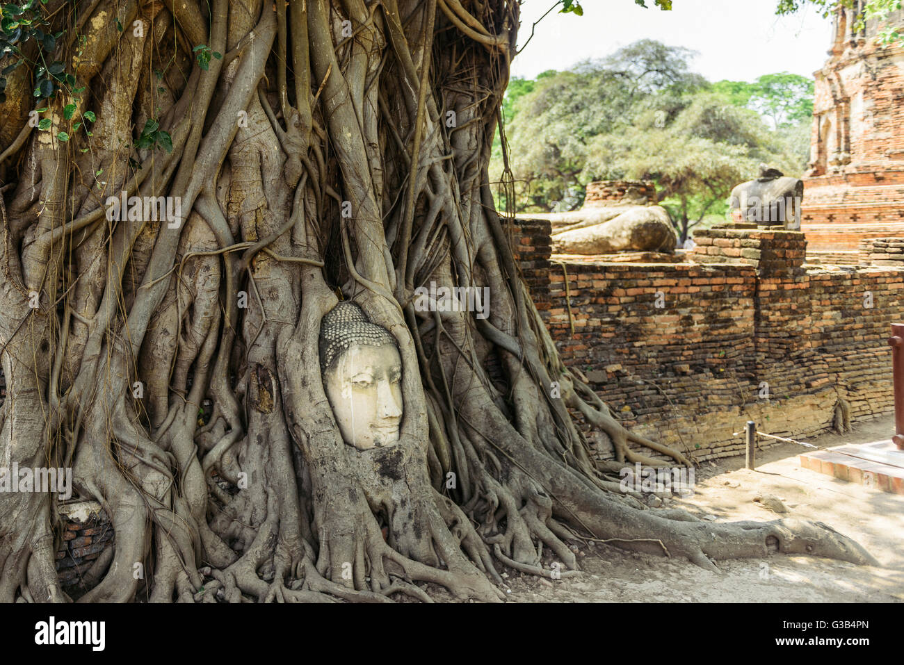 Der Kopf des Buddha in Baumwurzeln in Wat Mahatat, Ayutthaya Stockfoto