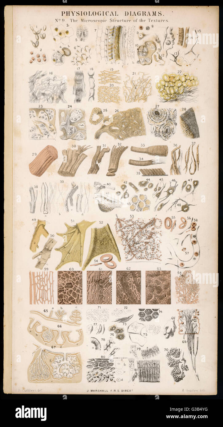 Mikroskopische Struktur der Textur der verschiedenen Teile des Körpers Datum: 1870 Stockfoto