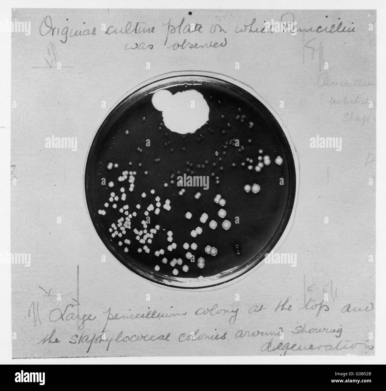 Ursprüngliche Kultur-Platte auf dem Sir Alexander Fleming erstmals beobachtet, dass die Zunahme von Penicillin Notatum 1929 Datum: 1929 Stockfoto