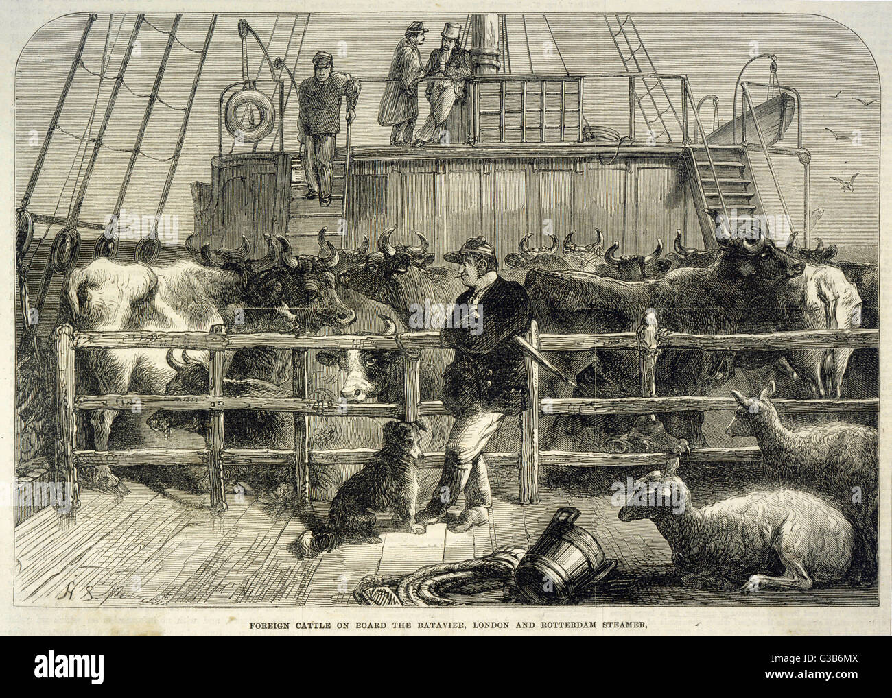 Ausländische Rinder an Bord der Batavier 1865 Stockfoto