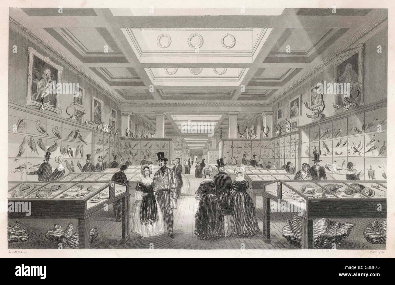 Der zoologischen Galerie: Naturhistorische Exponate nicht separate Gehäuse bis 1881, erhalten wenn das Naturhistorische Museum der Öffentlichkeit zugänglich werden.     Datum: c1840 Stockfoto