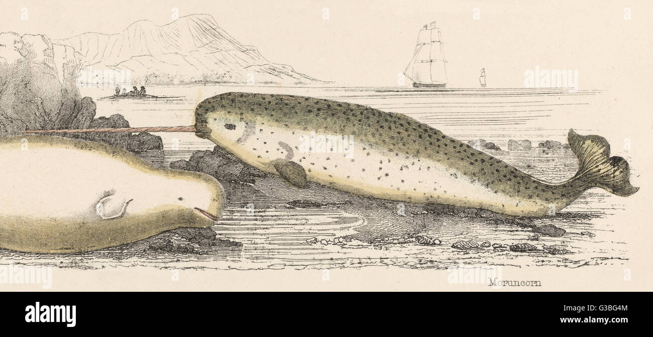 NARWAL - MONODON MONOCEROS A seltene Arctic whale bekannt auch als ein Meer Einhorn wegen seiner außergewöhnlich lange Zahn.      Datum: Ende des 19. Jahrhunderts Stockfoto
