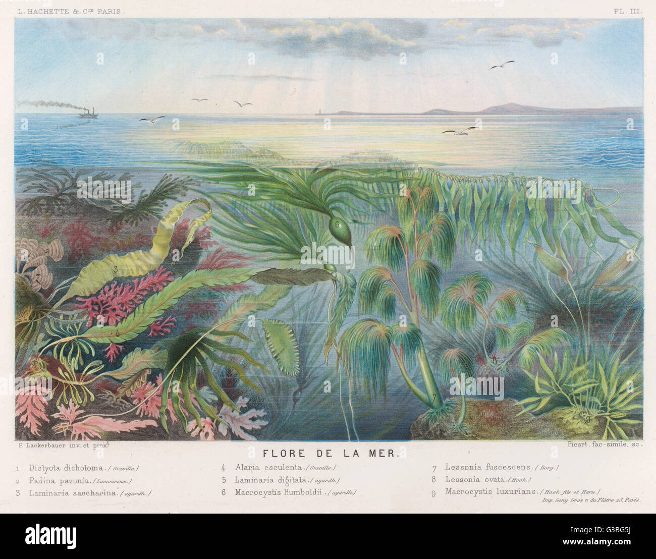 MEERESALGEN UND ANDERE FLORA Stockfoto