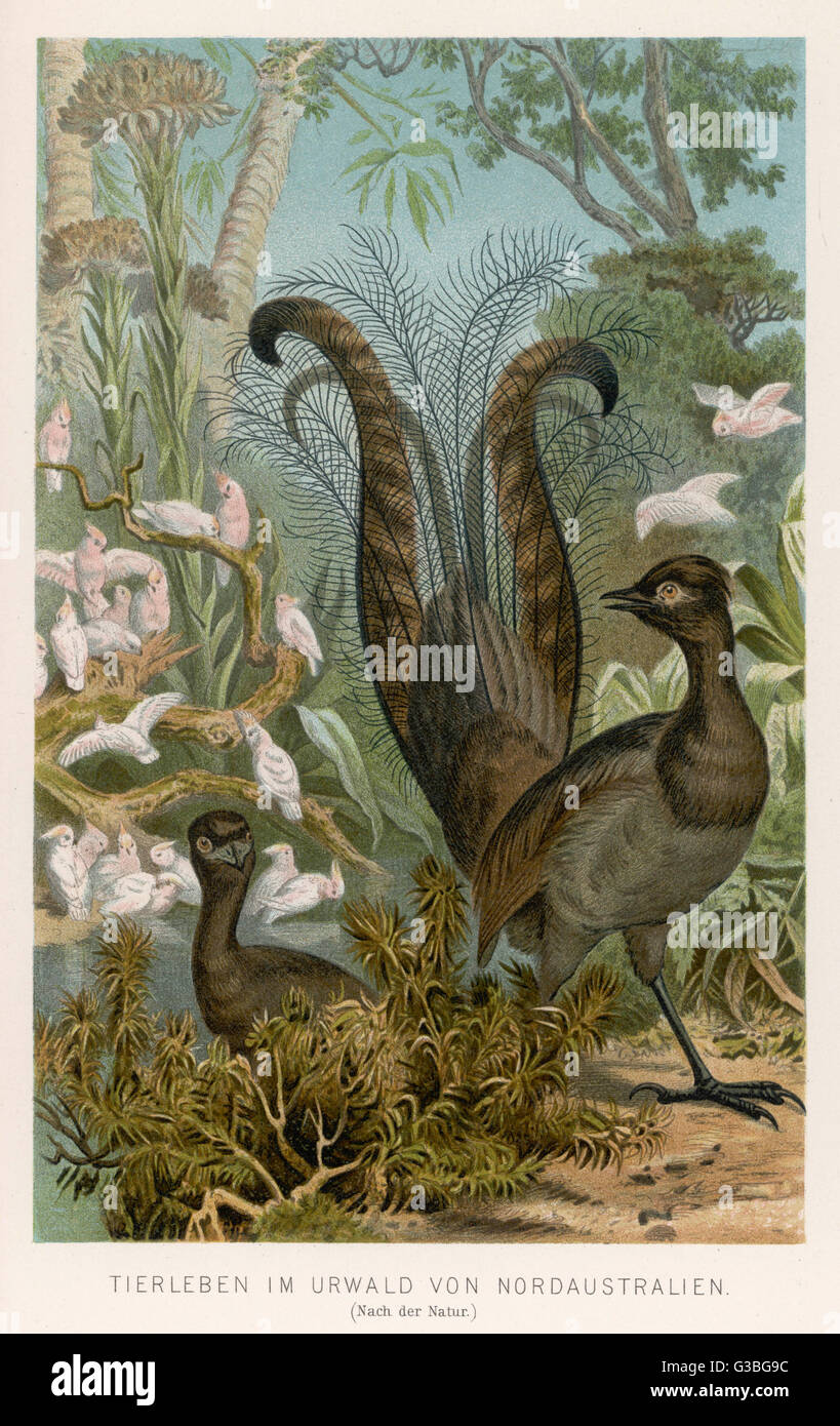 (Menura Superba oder Menura Novae-Hollandae) Wenn es darum geht, zu zeigen, tun die Australier es am besten...      Datum: 1895 Stockfoto