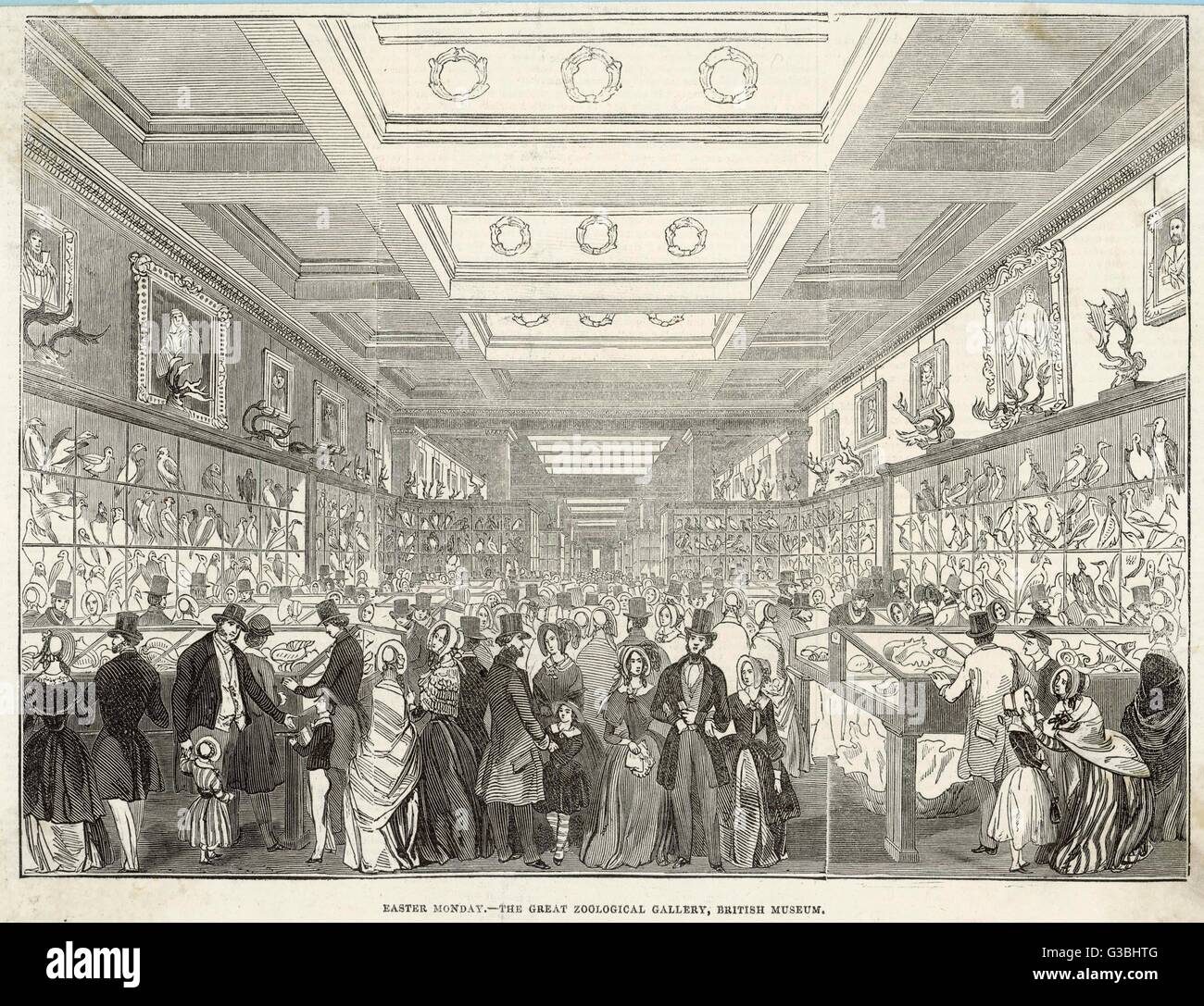 Britisches Museum - Zoologische Galerie Stockfoto