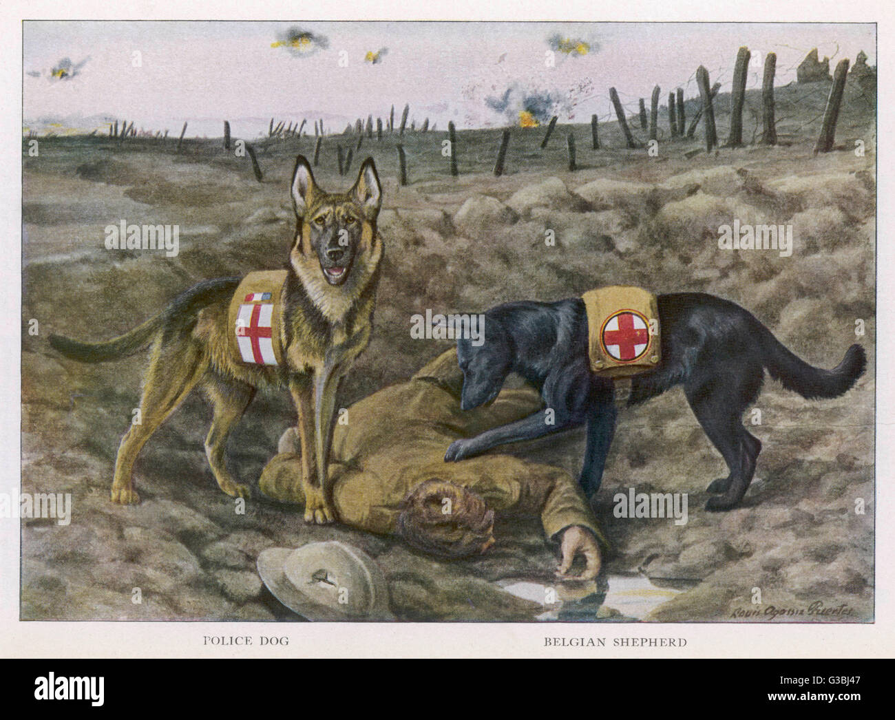 Redcross Krieg Hunde Rettung Stockfoto