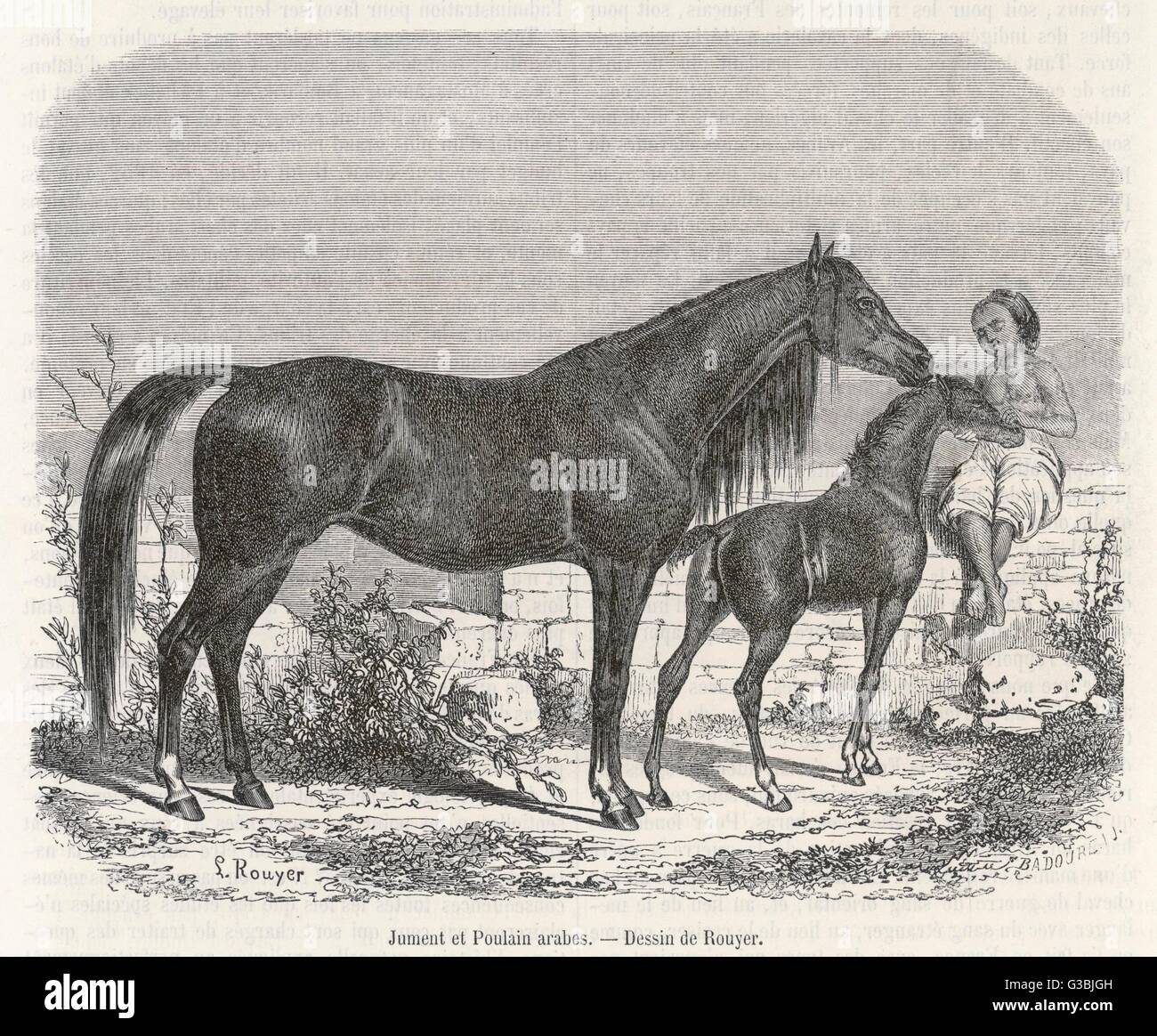 ARABISCHES PFERD 1861 Stockfoto