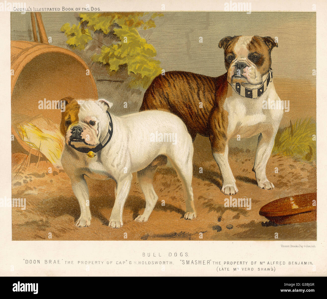 ZWEI BULLENHUNDE C1890 Stockfoto