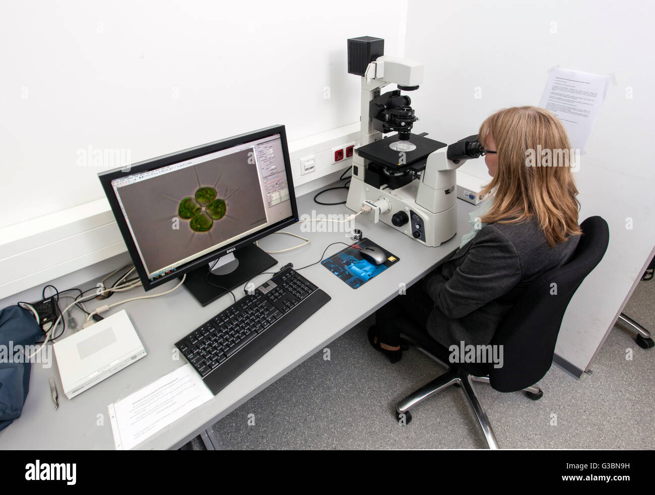 Biologe an der inversen Mikroskop. Stockfoto
