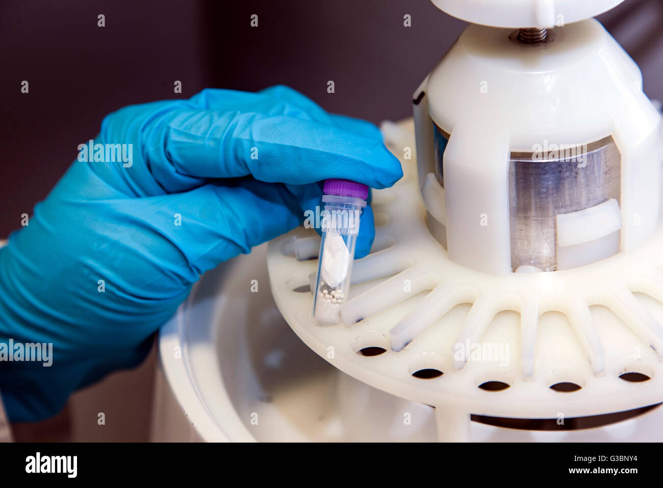 Wissenschaftlicher Mitarbeiter am ein Benchtop-Homogenisator für Zelle lyse von DNA, RNA und Proteine. Stockfoto