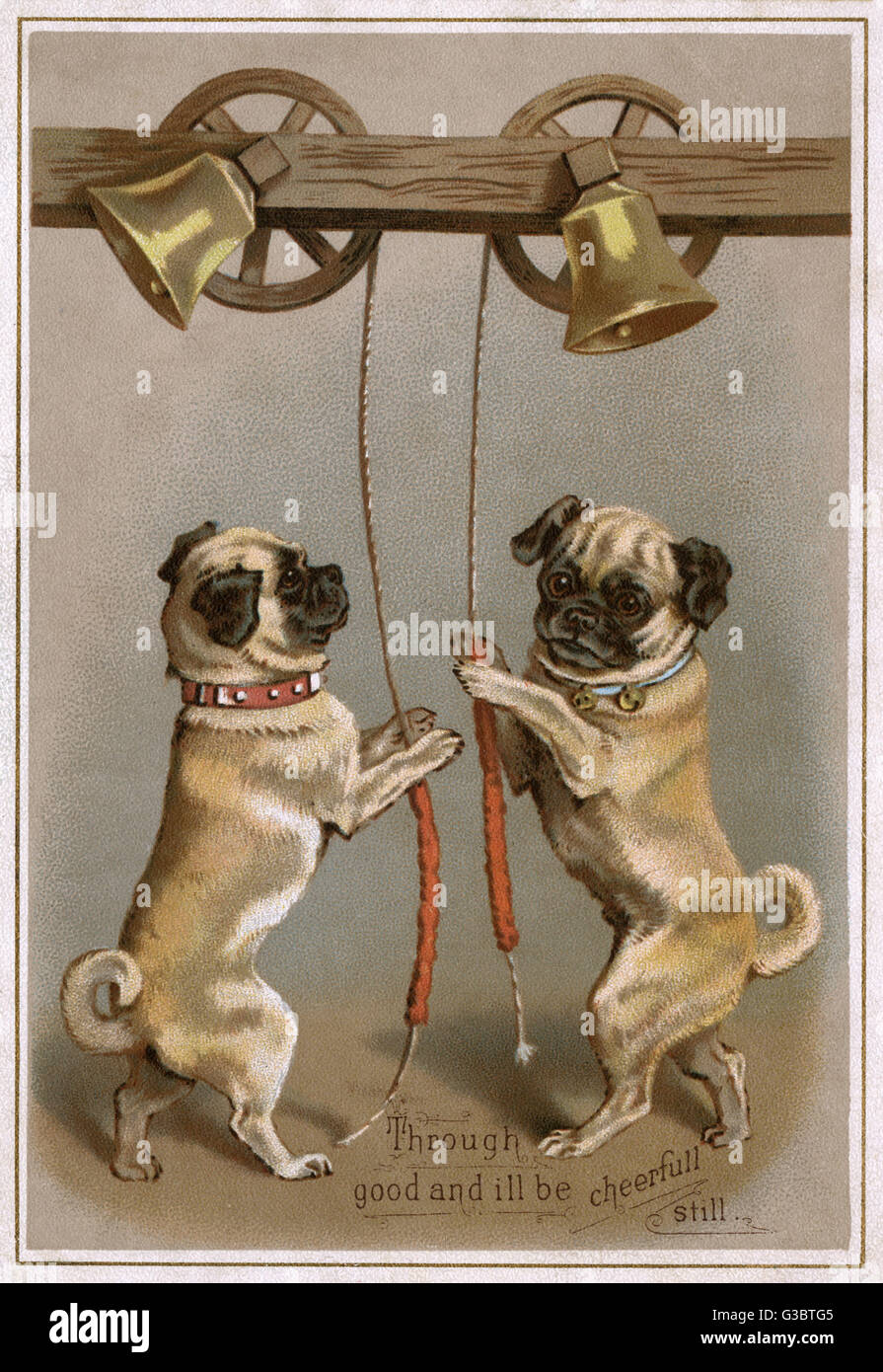 Klingeln läutende Hunde Stockfoto