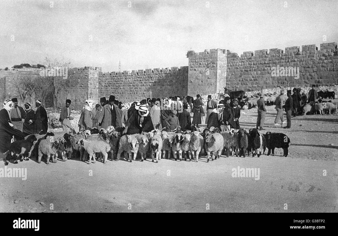 Schafmarkt am Herodes-Tor, Jerusalem Stockfoto