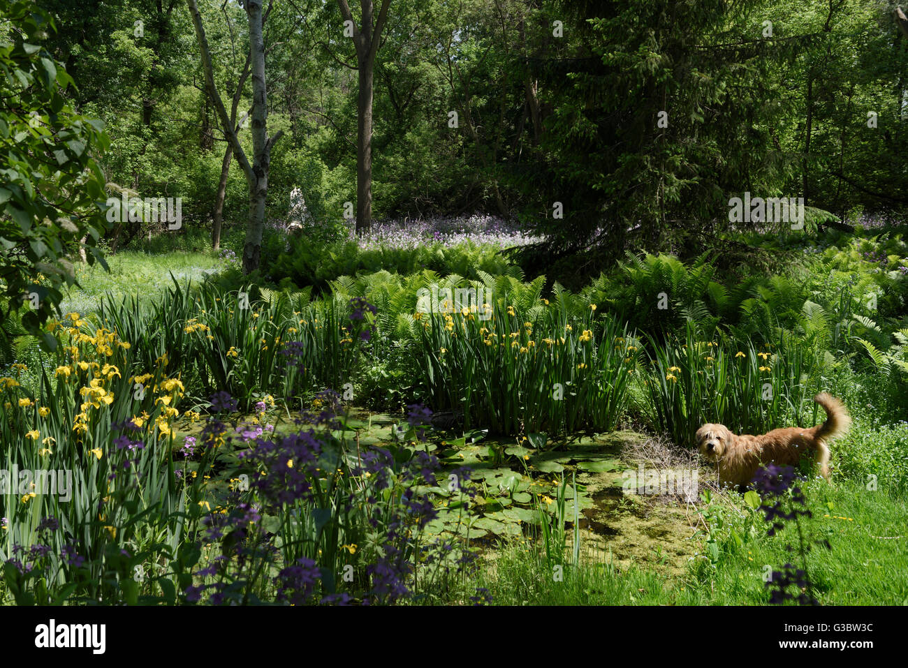 Hund spielen in wilden natürlichen Teich im Wald mit Dames Rocket und gelbe Flagge Iris Schlucht Hinterhof Menge in Toronto Stockfoto