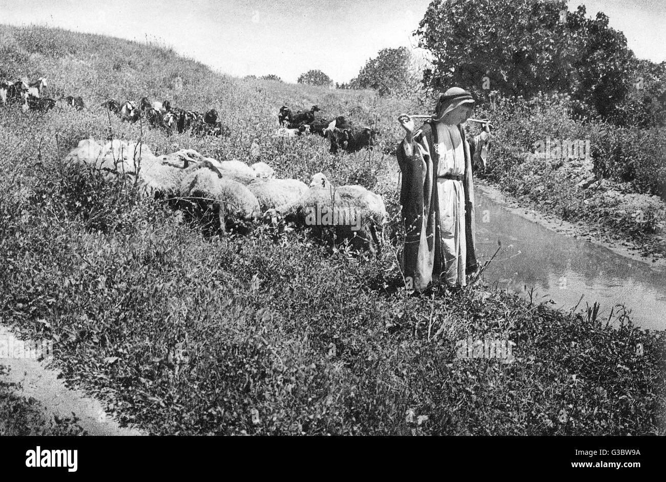 Hirte mit Schafen und Ziegen, Heiliges Land Stockfoto