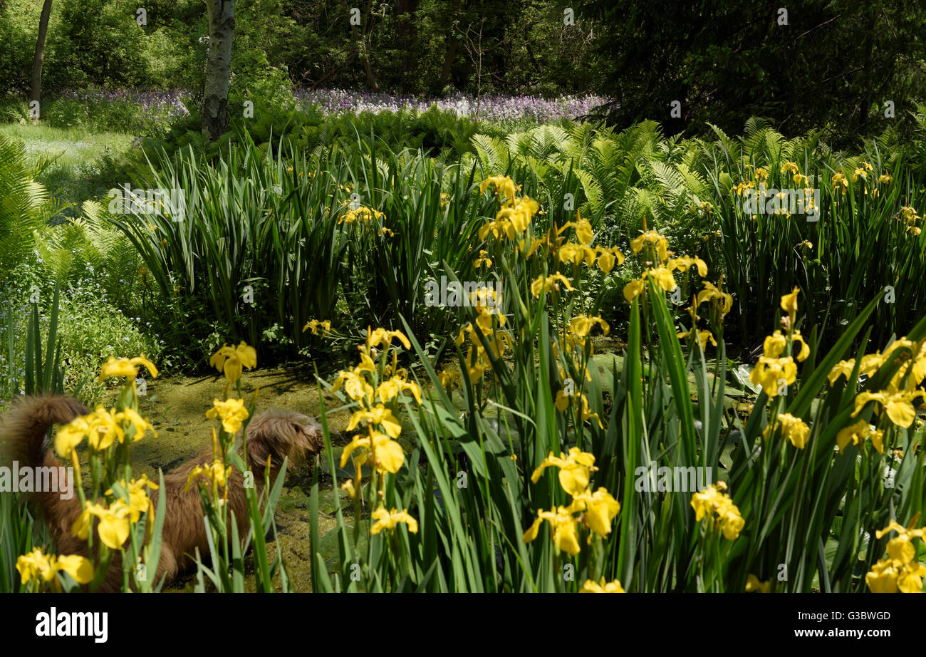 Iris hond Fotos und Bildmaterial in hoher Auflösung Alamy
