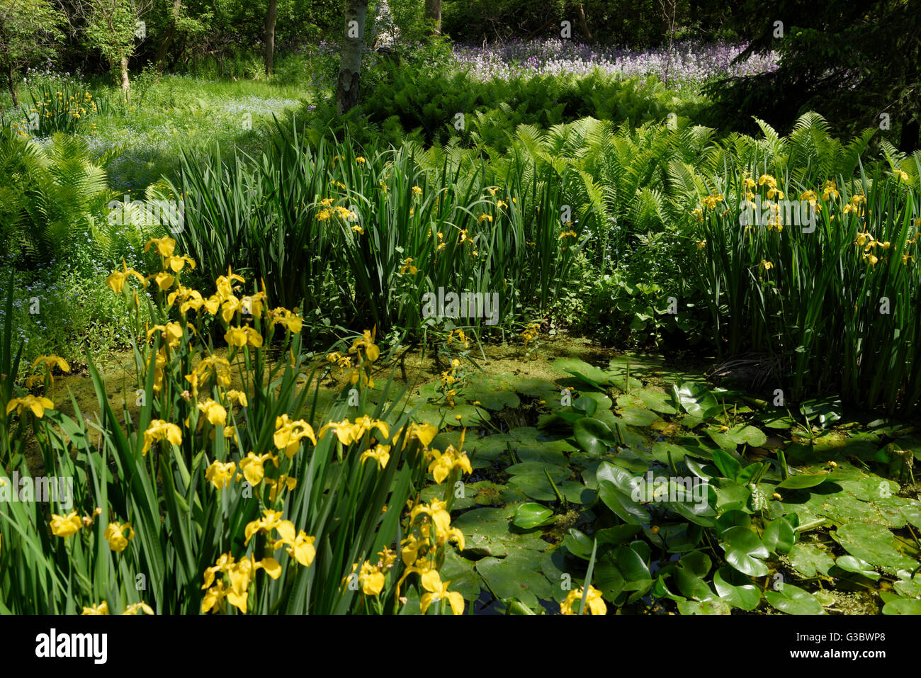 Feuchtgebiet mit gelben Flagge Iris Seerosen Strauß Farne Forget me Nots und Dames Rocket Stockfoto