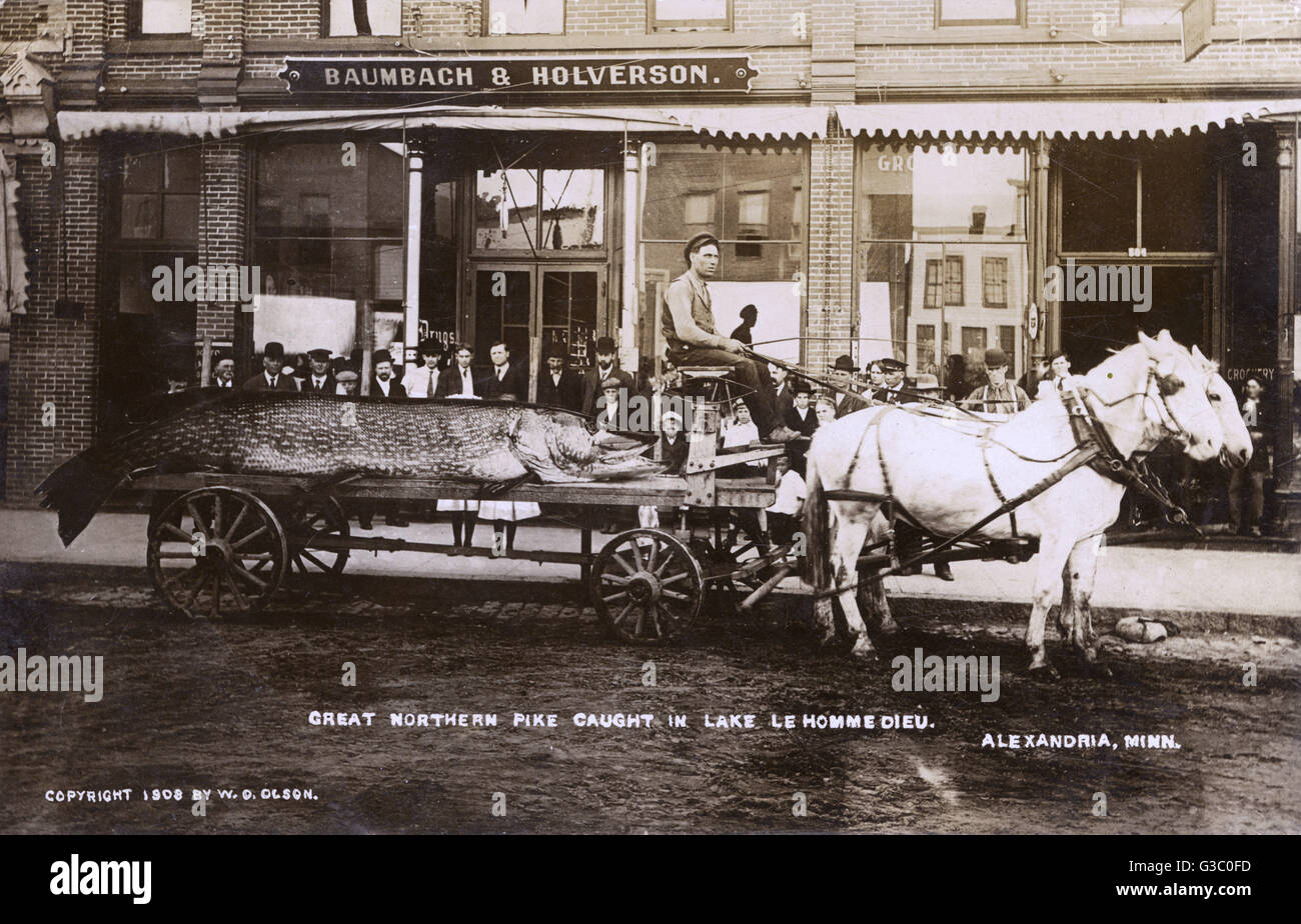 Ein riesiger Fisch auf einem Pferdefuhrwerk außerhalb des Ladens von Baumbach &amp; Holverson, Alexandria, Minnesota, USA.  Der tolle Hecht gefangen wurde in See Le Homme Dieu.      Datum: ca. 1908 Stockfoto