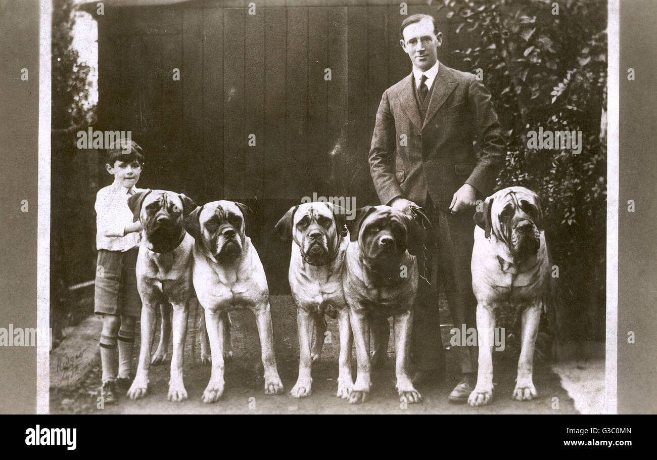 Mann und Junge mit fünf großen Boxerhunden Stockfoto