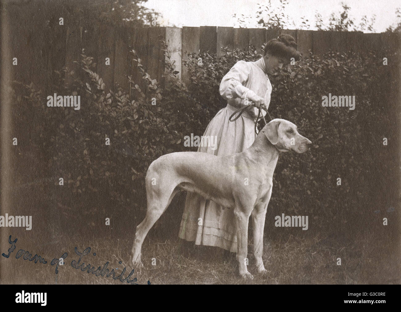 Eine Frau mit einer großen Däne in einem Garten Stockfoto