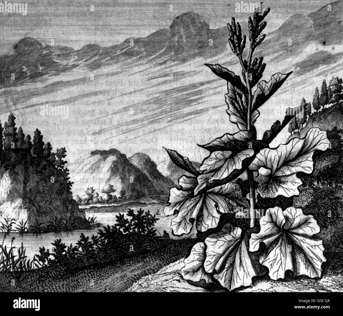 Rhabarber wächst in Sibirien, Russland Stockfoto