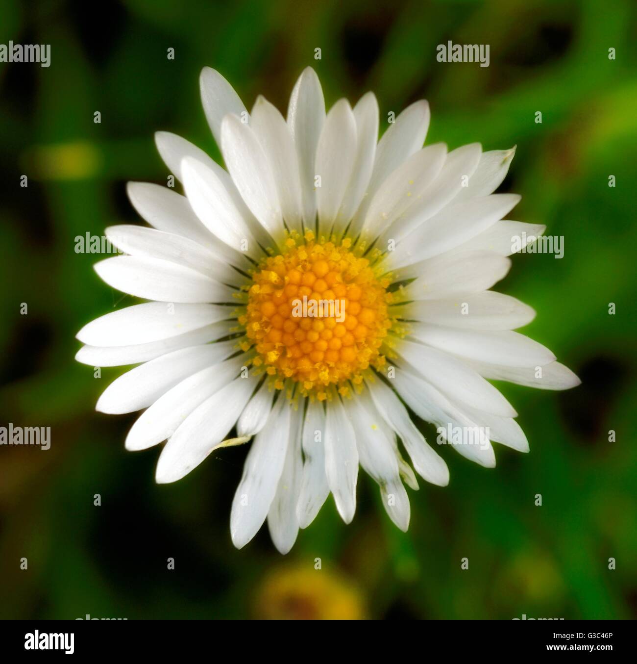 Daisy Flower Head Bellis Perennis Stockfoto