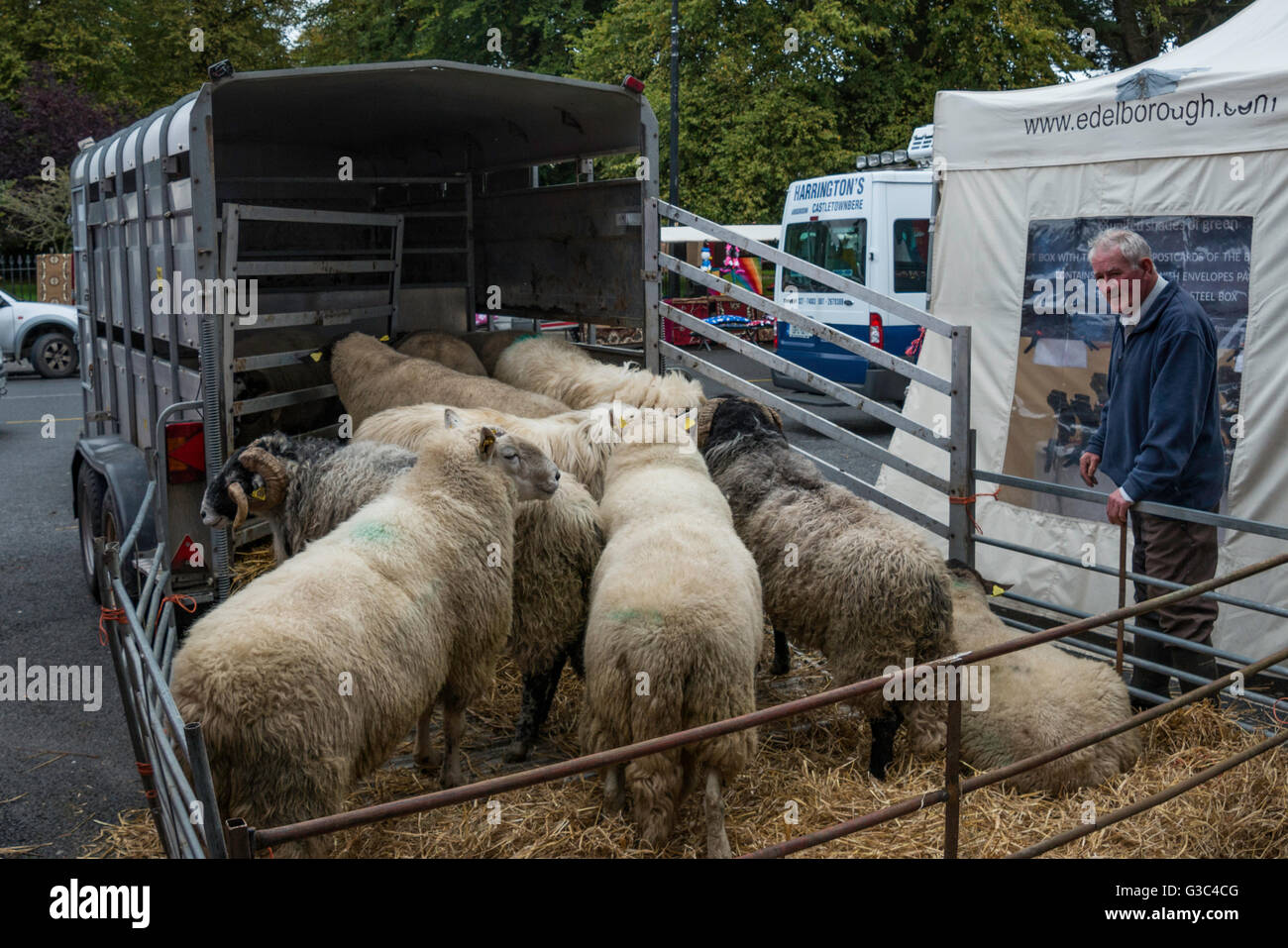 Schafe zum Verkauf an Kenmare Markt. Stockfoto