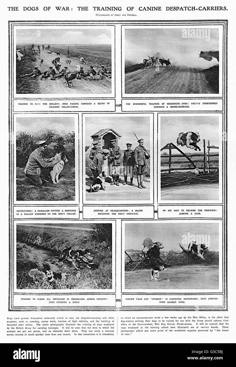 Eine Seite aus der Illustrated London News illustrieren die Arbeit der britischen Krieg Hundeschule an Shoeburyness auf der Küste von Essex in Ausbildung Hunde, boten an der Front während des ersten Weltkriegs zu werden.  Die Schule, die später in den New Forest in verschoben Stockfoto