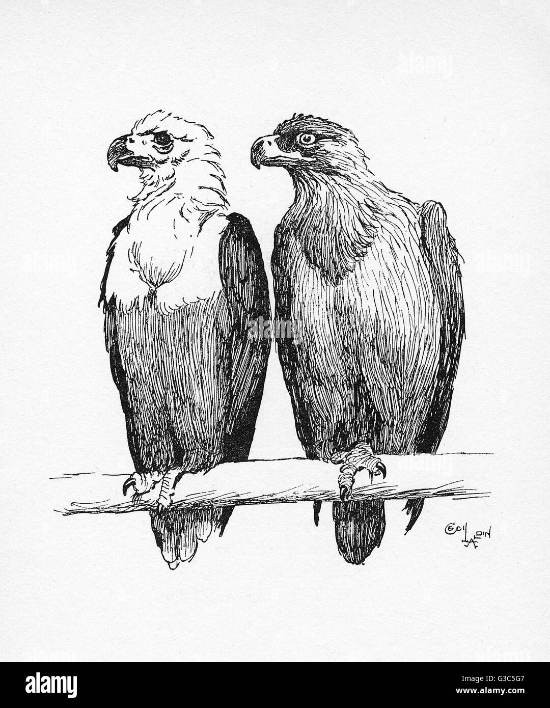 Illustration von Cecil Aldin, Two Eagles Stockfoto