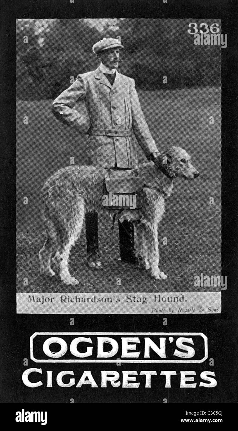 Kriegshunde - Major Richardsons Hirschhunde Stockfoto