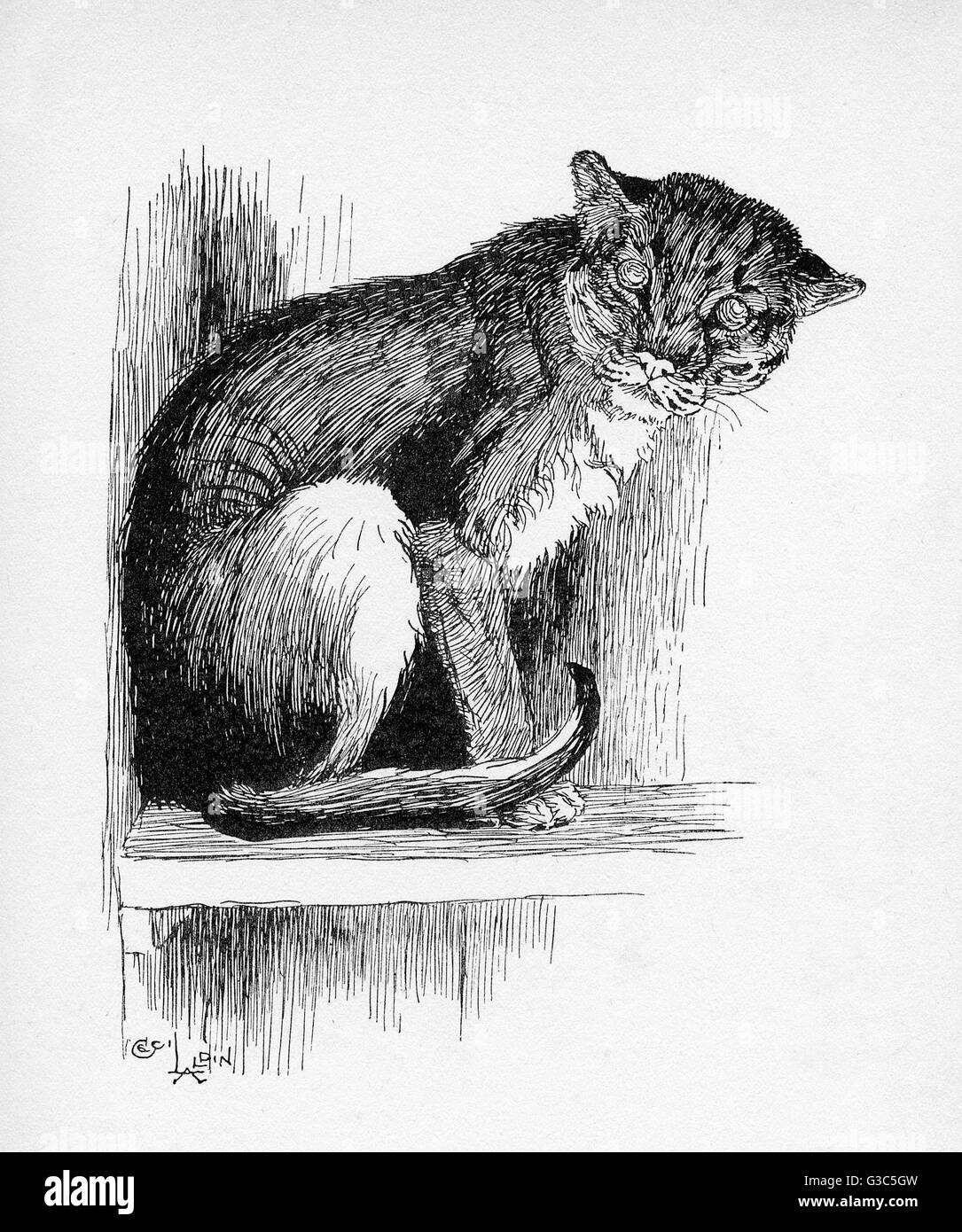 Illustration von Cecil Aldin, der Wilden Katze Stockfoto