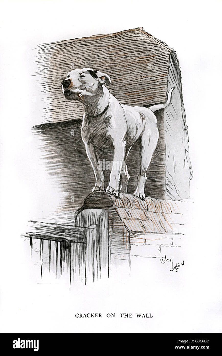 Bullenterrier steht an einer Wand Stockfoto