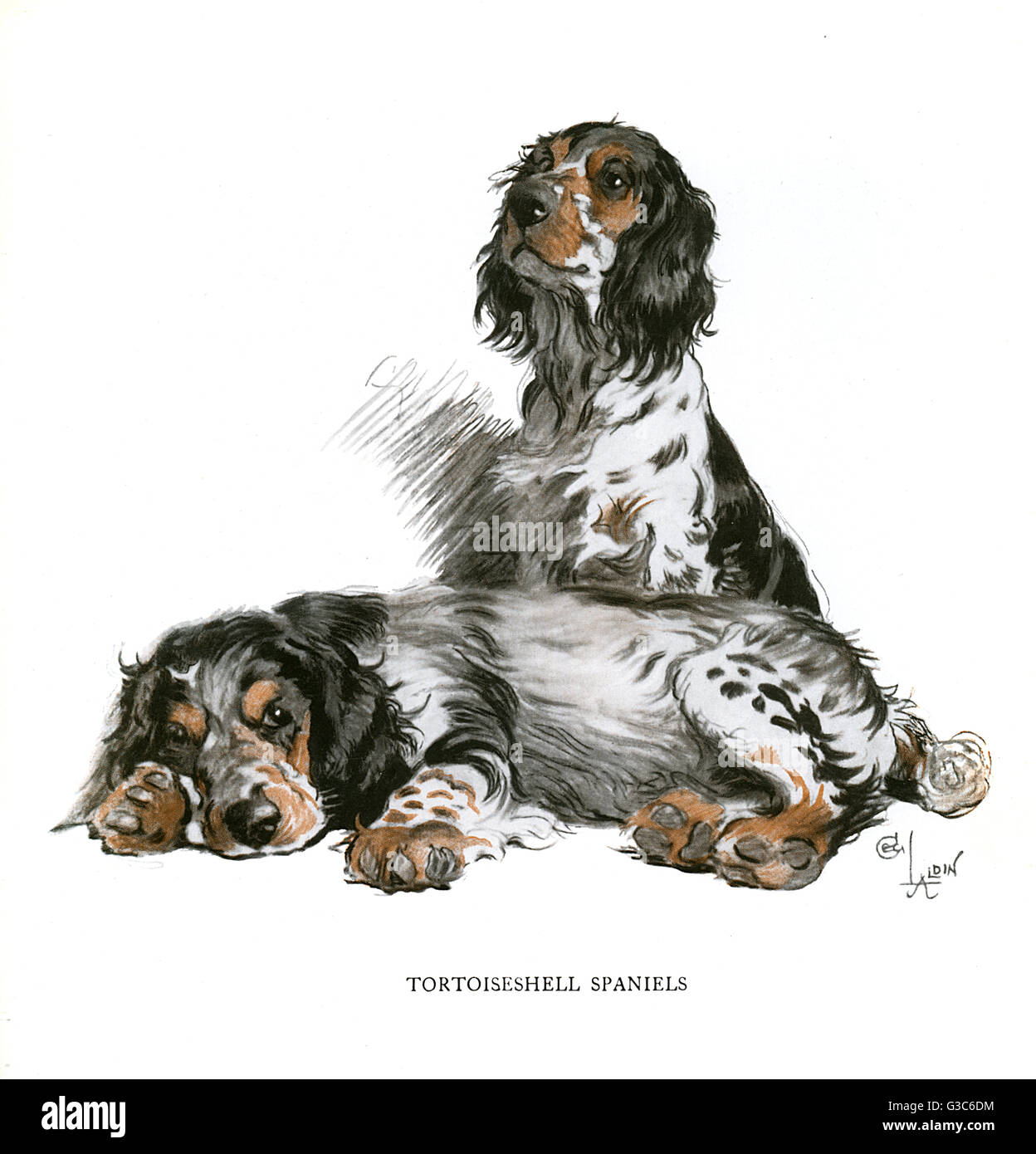 Zwei Tortoiseshell-Spaniels Stockfoto