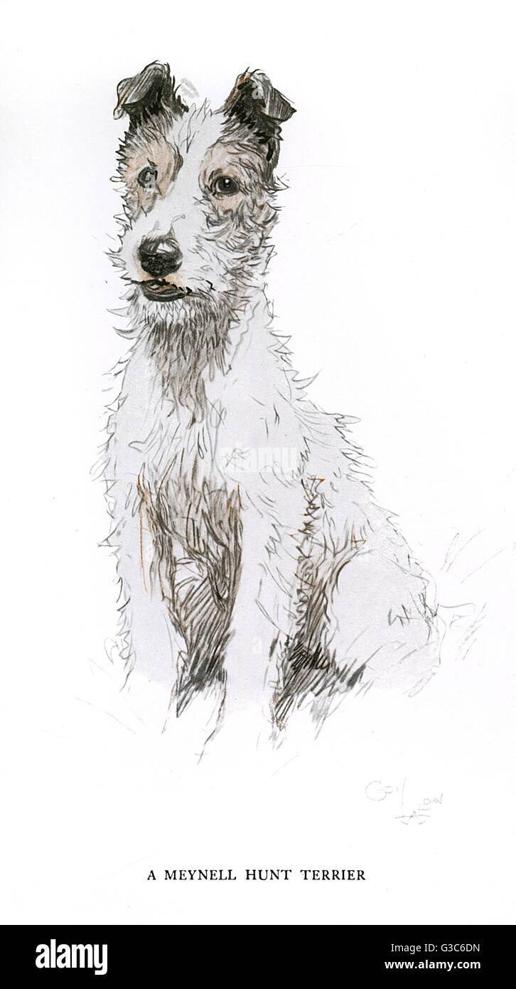 Meynell Hunt Fox Terrier Stockfoto