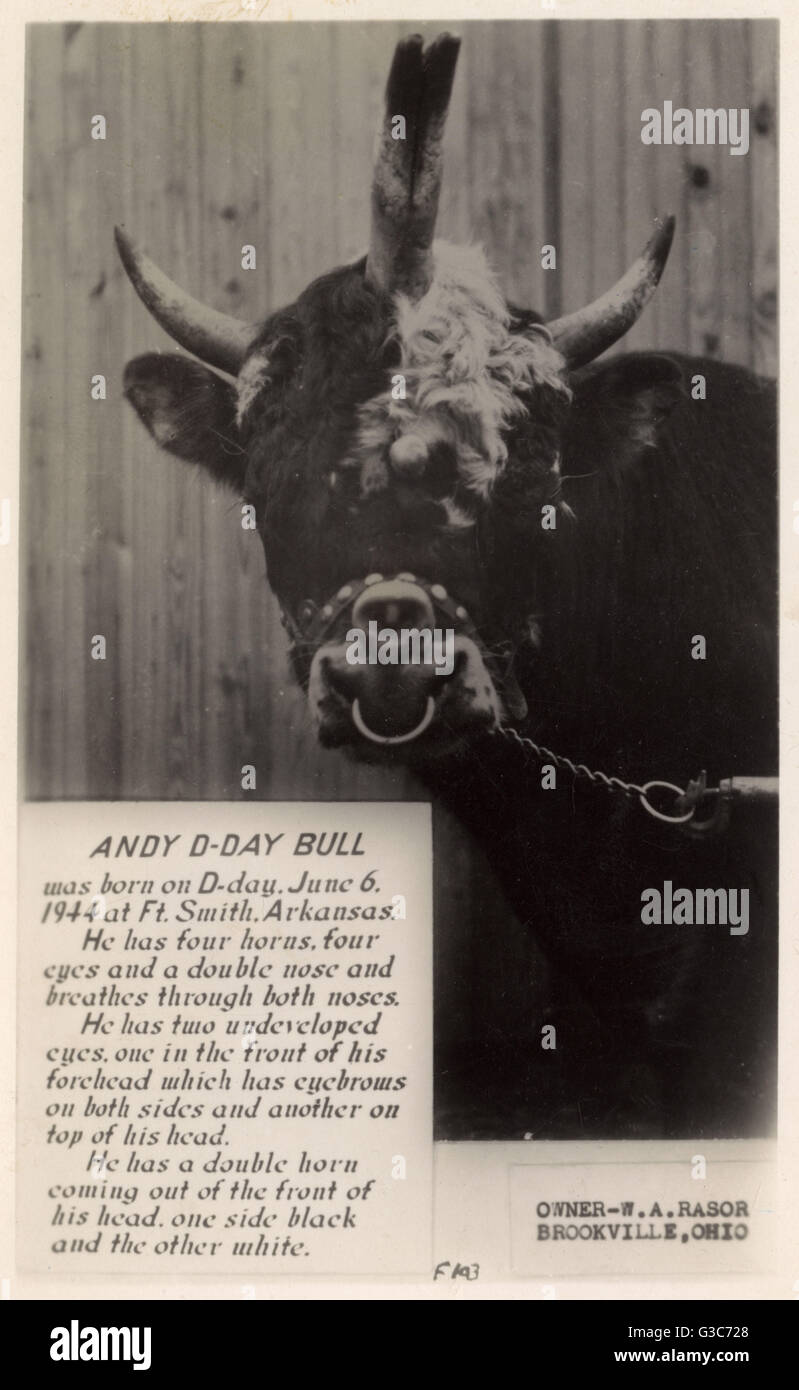 Andy, der D-Day Bull aus Brookville, Ohio, USA Stockfoto
