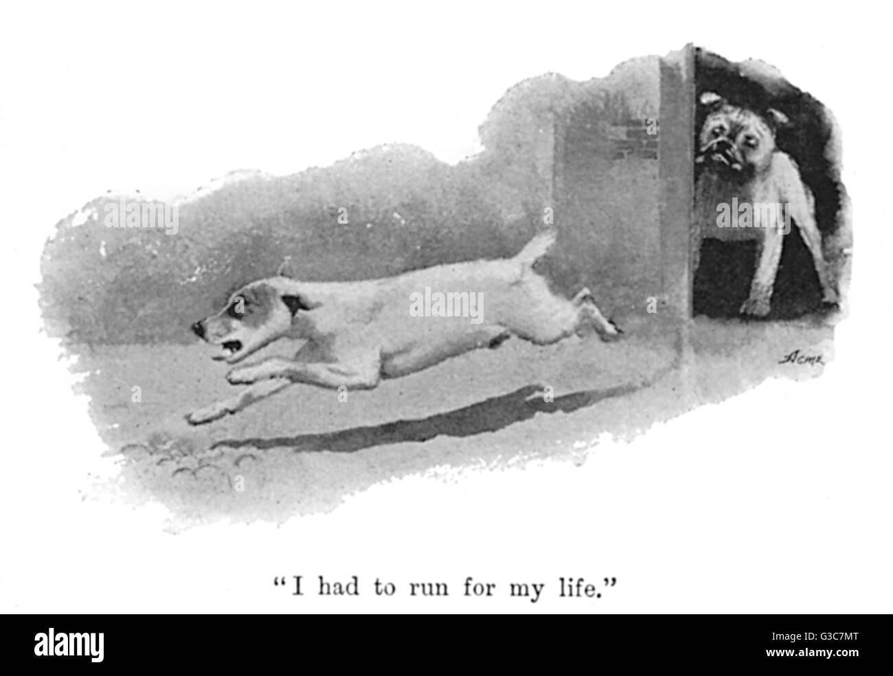 Illustration von Cecil Aldin, Spot läuft vor einer Bulldogge davon Stockfoto