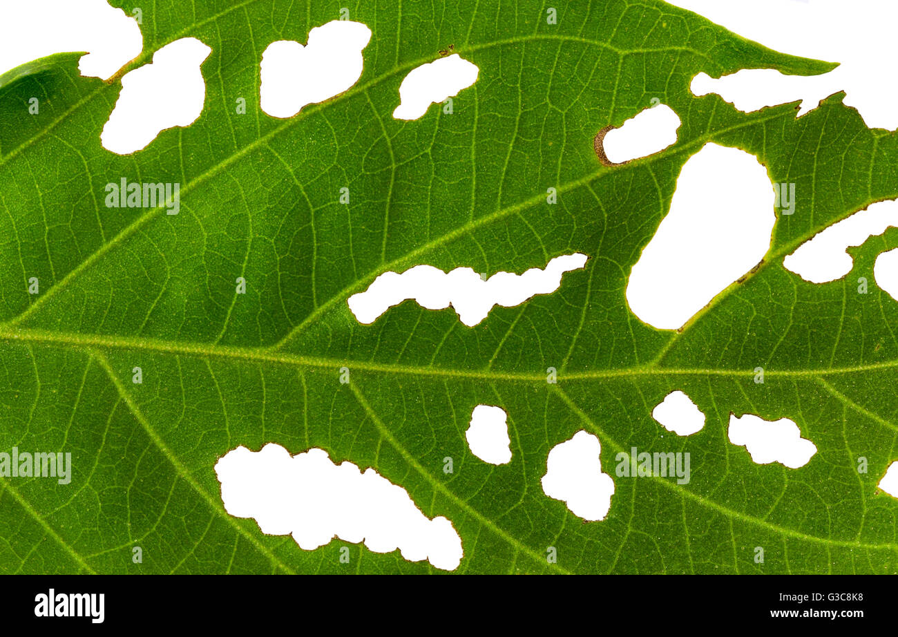 Grünes Blatt Insekt isoliert auf weißem Hintergrund gebissen Stockfoto