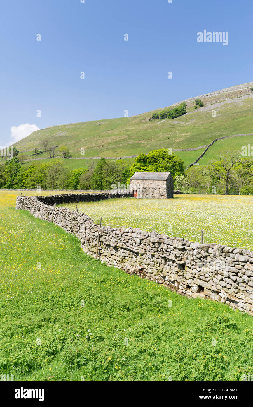 Wildblumenwiesen, Trockensteinmauern und Scheunen um Gunnerside im Swaledale, out The Yorkshire Dales, England, Juni 2016 Stockfoto