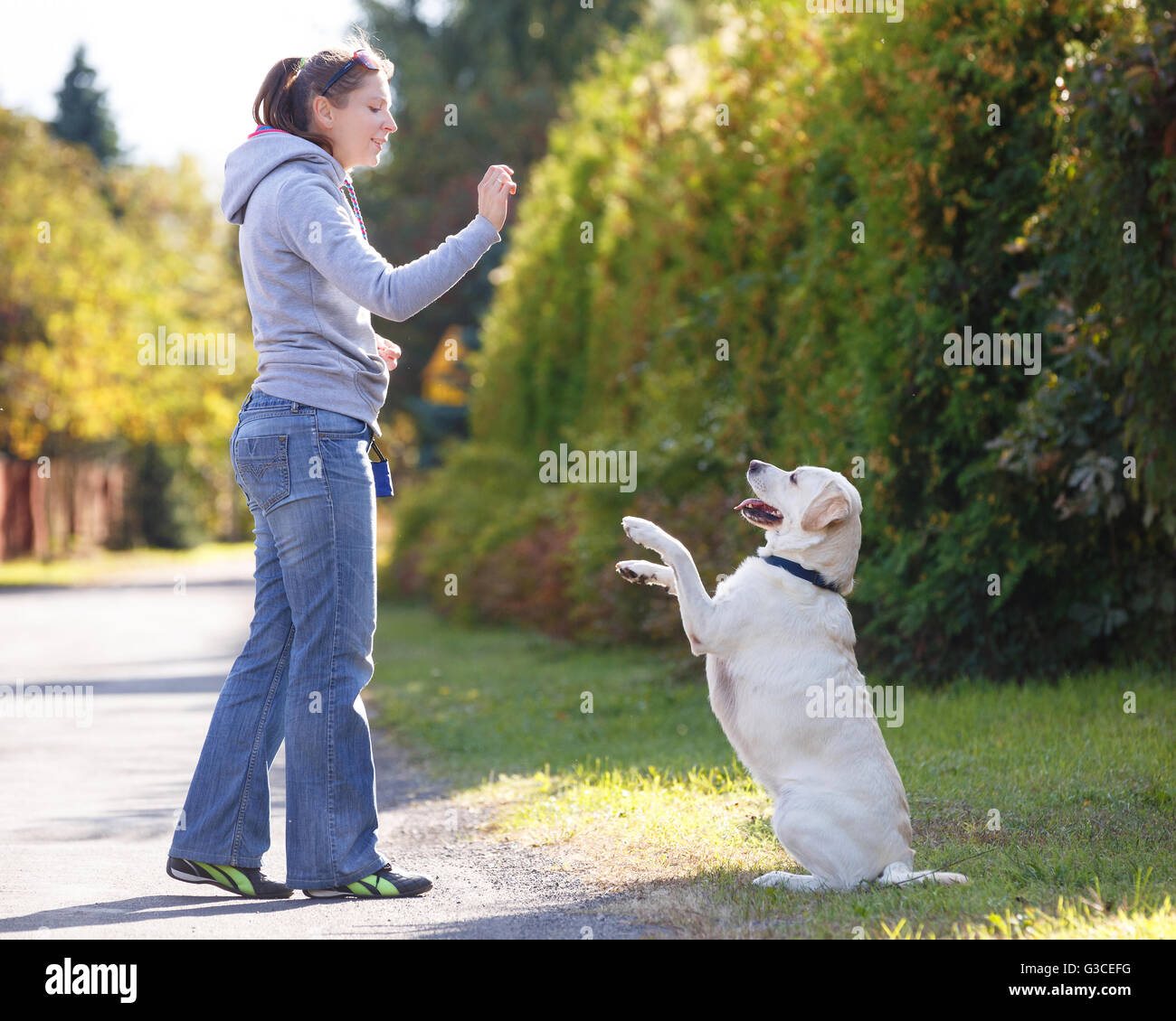 Schöne Frau Ausbildung Hunderasse Labrador retriever Stockfoto