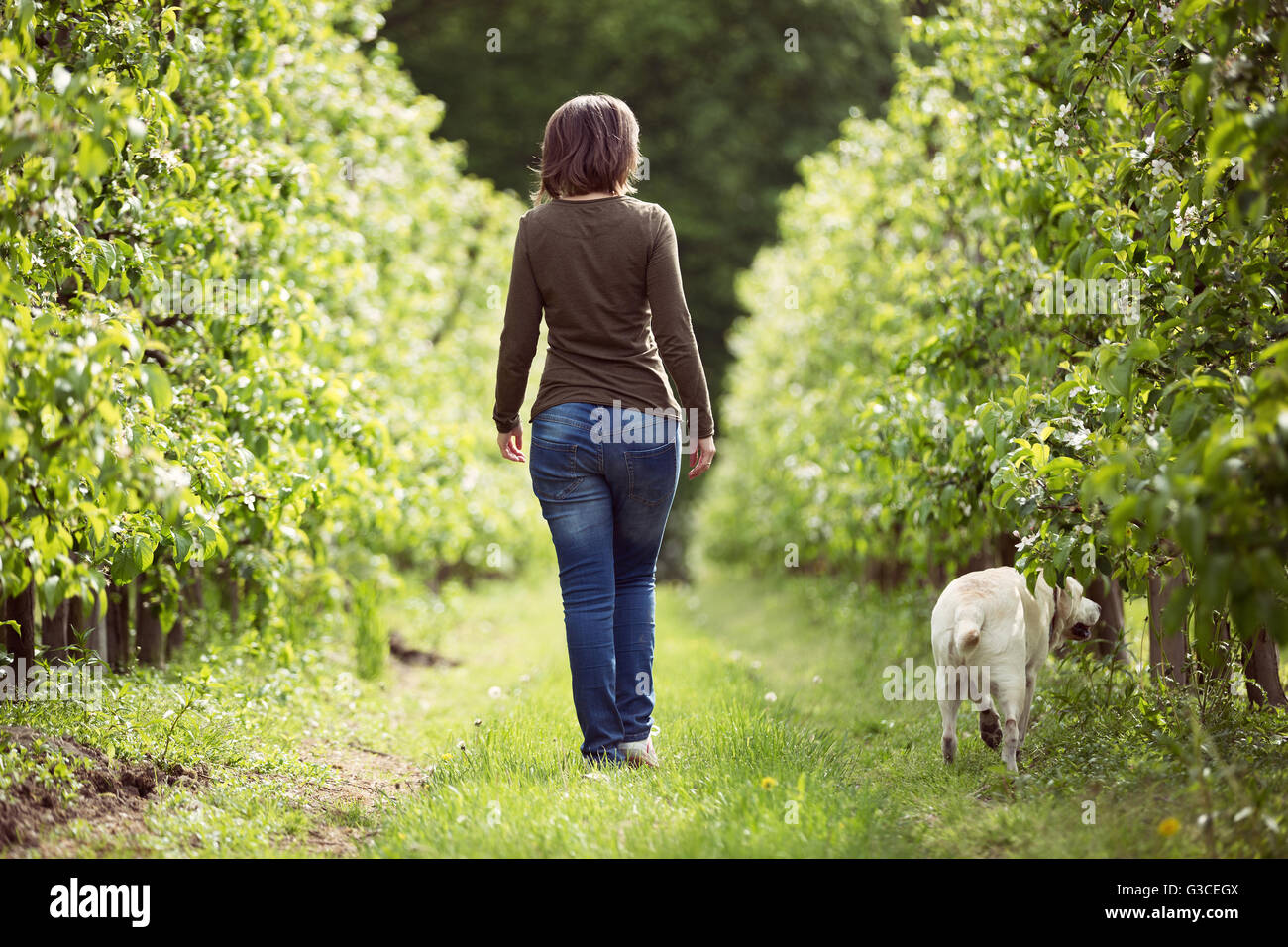 Frau mit einem Obstgarten Labrador spazieren Stockfoto