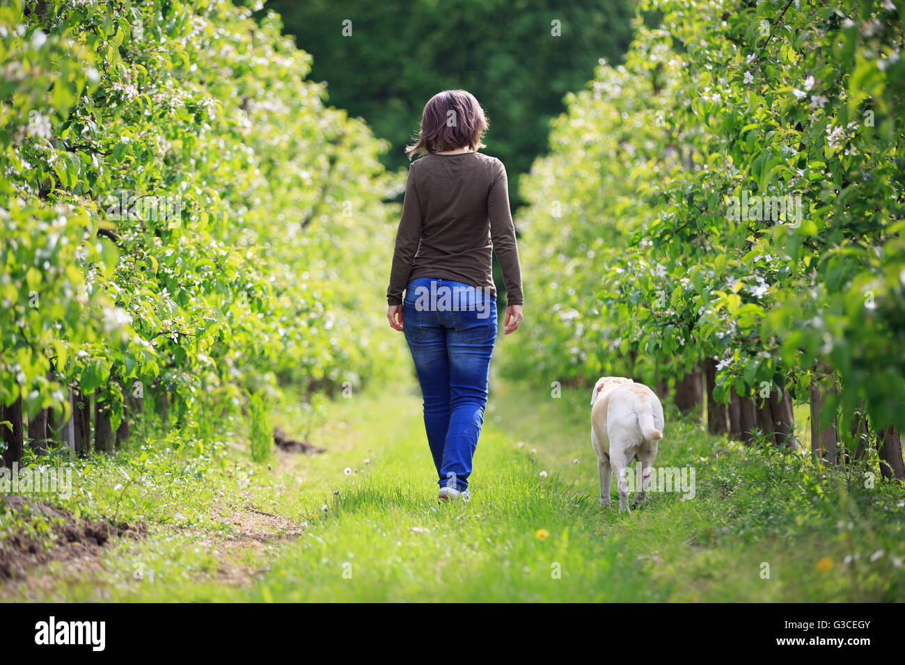 Frau, die ein Spaziergang mit ihrem Hund im Obstgarten Stockfoto
